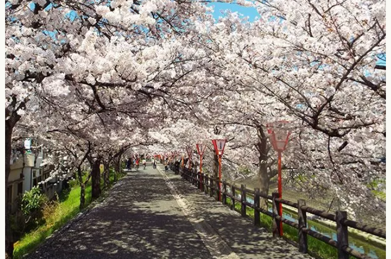 大和高田市の桜並木画像